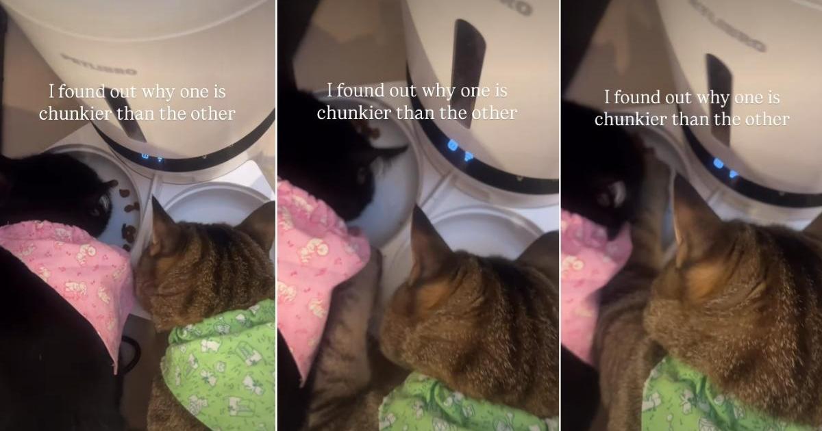 Owner Finally Understands Why One Cat Is ‘Chunkier’ Than the Other