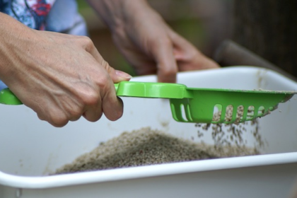 What Your Cat's Poop is Telling You