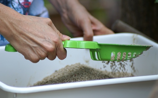 What Your Cat's Poop is Telling You