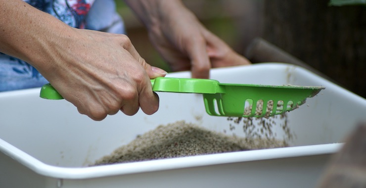 What Your Cat's Poop is Telling You