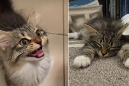 Owner Reveals Difference in Kitten Before & After Breakfast