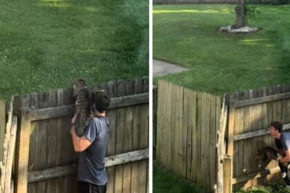 Cat’s Introduction to Neighborhood Stray Is Funny Without Words