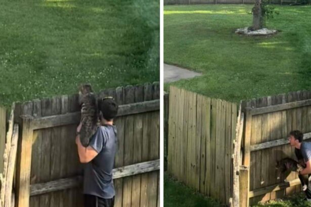Cat’s Introduction to Neighborhood Stray Is Funny Without Words