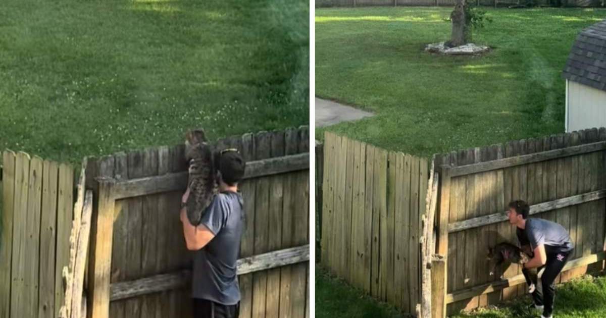 Cat’s Introduction to Neighborhood Stray Is Funny Without Words