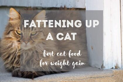 Best Cat Food to Gain Weight {Dry + Wet Food}