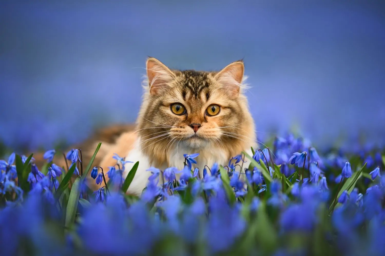 How To Display Cat Portraits in Your Living Space