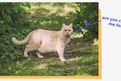 The Cat Belly Pooch: What is it and why do cats have it