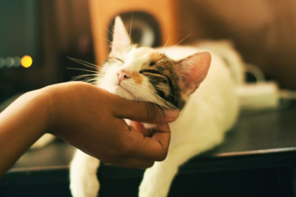 April is Prevention of Cruelty to Animals Month