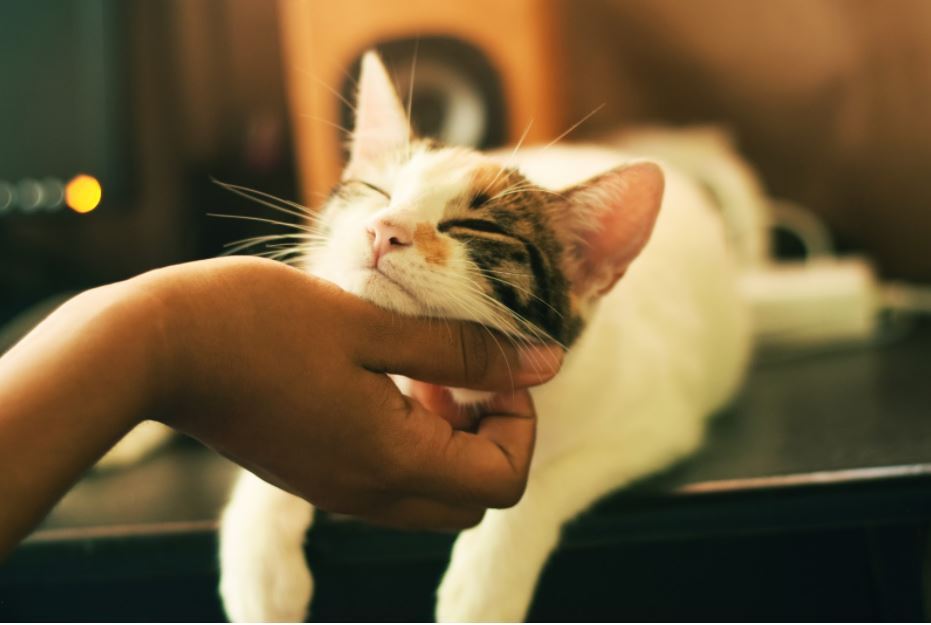 April is Prevention of Cruelty to Animals Month