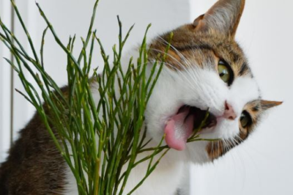 Poison Prevention Awareness Month: Keep Your Cat's Safe This March