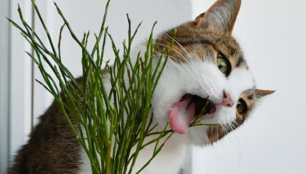 Poison Prevention Awareness Month: Keep Your Cat's Safe This March