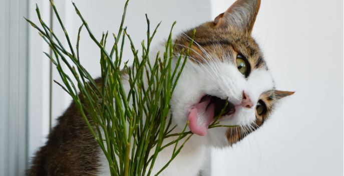Poison Prevention Awareness Month: Keep Your Cat's Safe This March