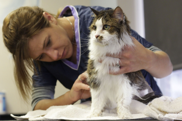 How To Groom Your Long-Haired Cat