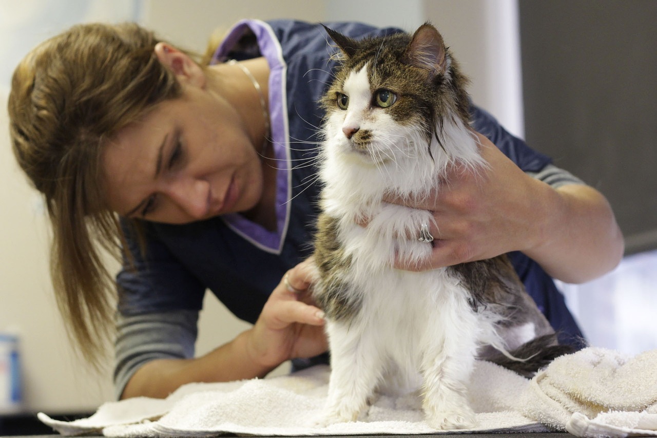 How To Groom Your Long-Haired Cat