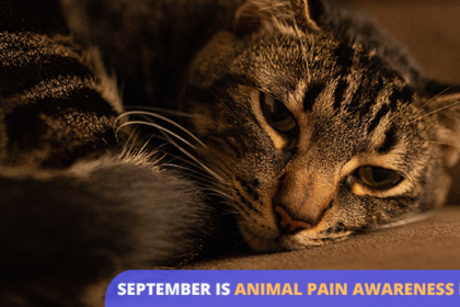 Animal Pain Awareness Month: How to Know If Your Cat Is in Pain