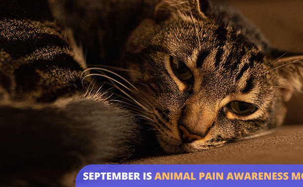 Animal Pain Awareness Month: How to Know If Your Cat Is in Pain