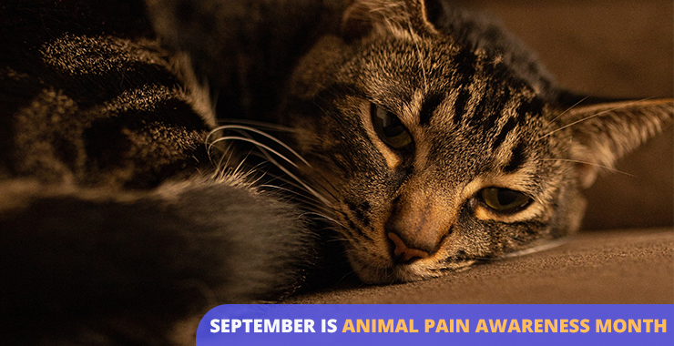 Animal Pain Awareness Month: How to Know If Your Cat Is in Pain
