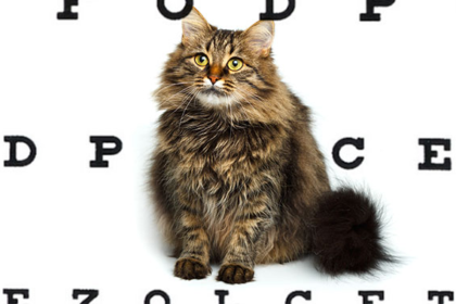 Cat Vision: How Does Your Cat See the World?