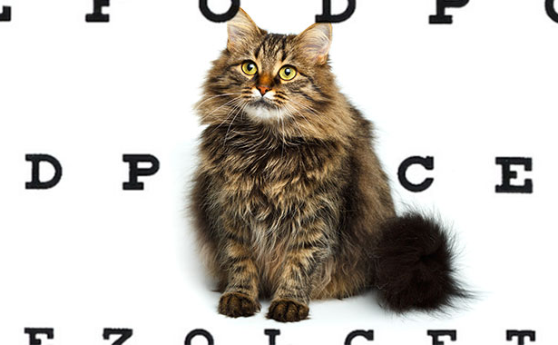 Cat Vision: How Does Your Cat See the World?