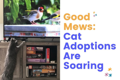 Cat Adoptions Soar During Covid-19