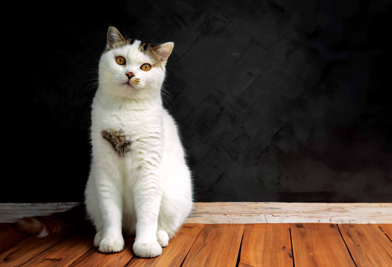 Cats Have 276 Facial Expressions. This is What They Mean