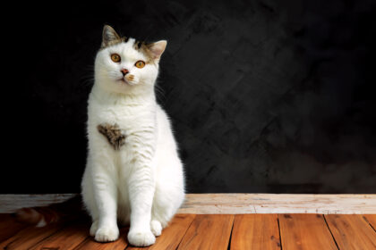Cats Have 276 Facial Expressions. This is What They Mean