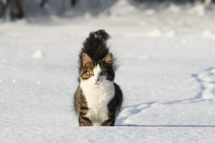 Protect Your Pet: PDSA Urges Motorists to Prevent Anti-Freeze Poisoning