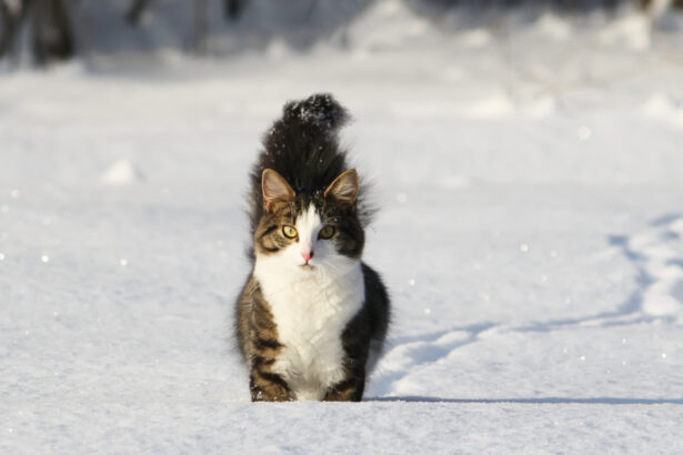 Protect Your Pet: PDSA Urges Motorists to Prevent Anti-Freeze Poisoning