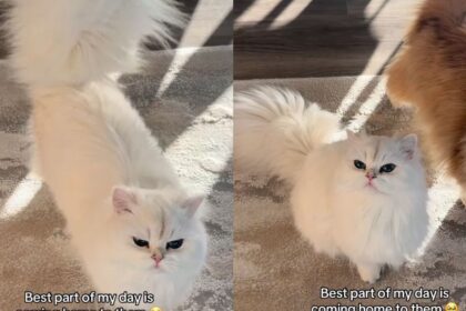 The Way These Cats Rush To Greet Their Owner ‘Never Gets Old'