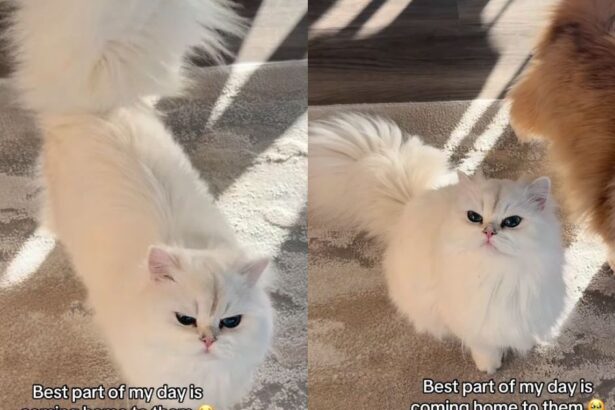 The Way These Cats Rush To Greet Their Owner ‘Never Gets Old'