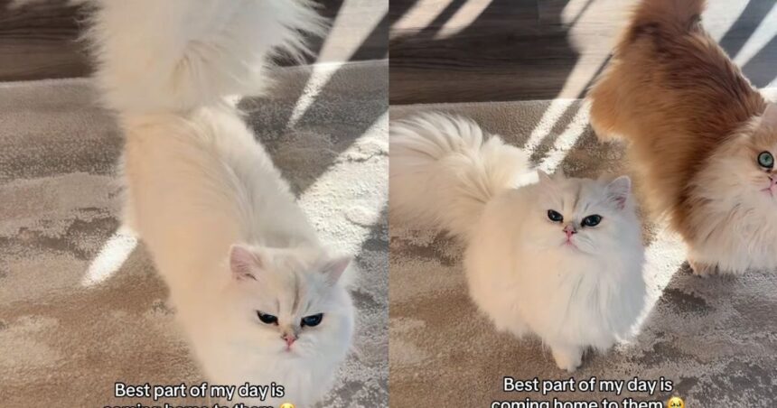 The Way These Cats Rush To Greet Their Owner ‘Never Gets Old'