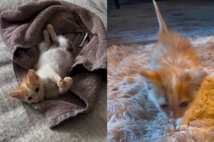 Newlyweds Wanted To Wait Before Having Pets Until a Cat Changed Plans