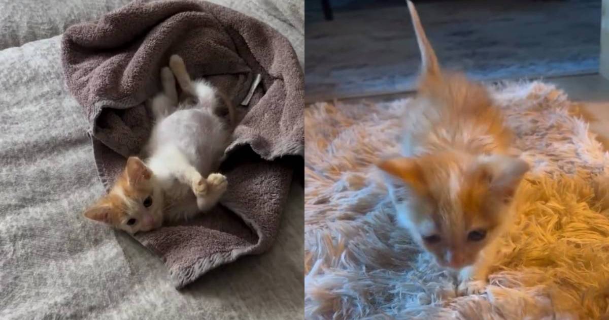 Newlyweds Wanted To Wait Before Having Pets Until a Cat Changed Plans