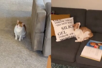 Cat’s ‘Mean Girl’ Energy Stays Dominant With His Archenemy