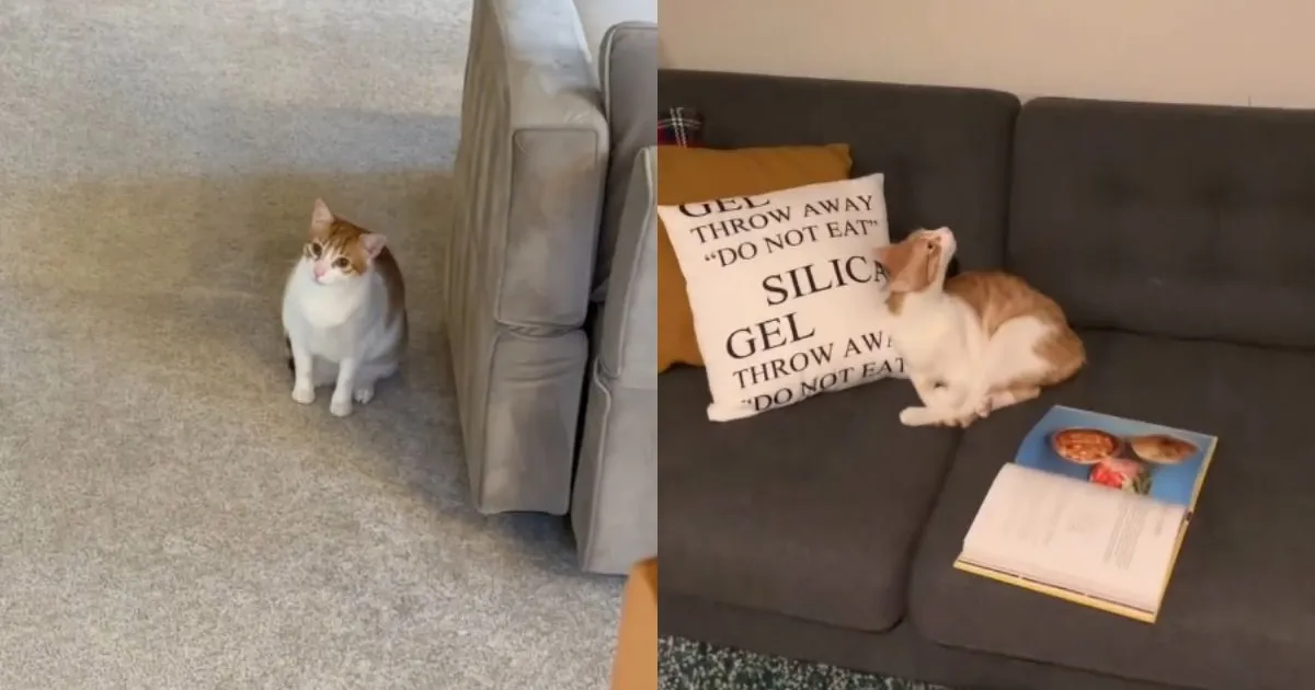 Cat’s ‘Mean Girl’ Energy Stays Dominant With His Archenemy