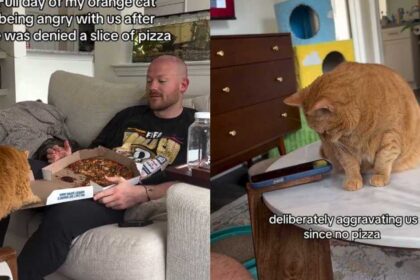 Orange Cat Spends Her Day Angry After Being Denied Pizza