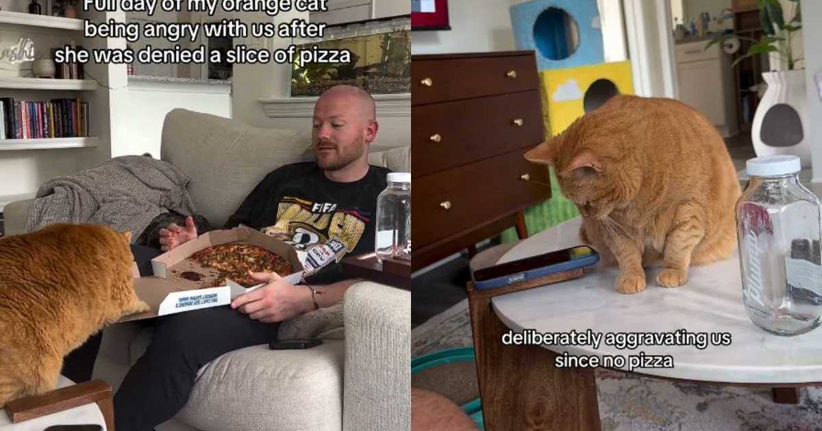 Orange Cat Spends Her Day Angry After Being Denied Pizza