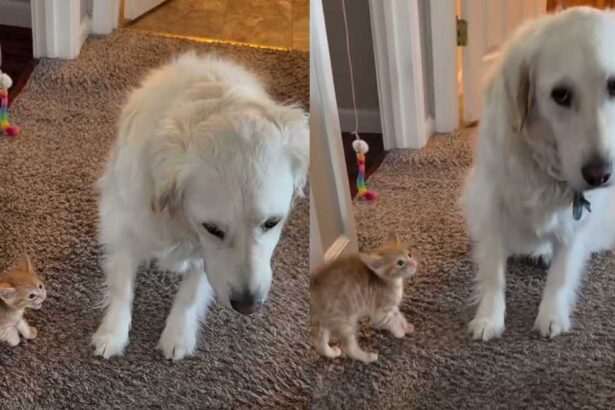 Foster Kitten Has the Most Unexpected Run-in With Golden Retriever