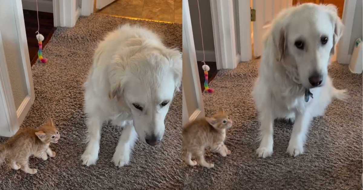 Foster Kitten Has the Most Unexpected Run-in With Golden Retriever