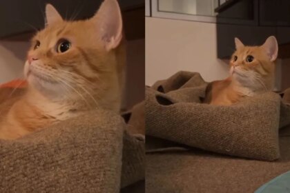Cat Is Visibly Flabbergasted After Owners Call Out Her 'Trigger Words'