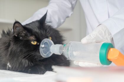 Cat being given an inhaler