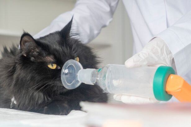 Cat being given an inhaler