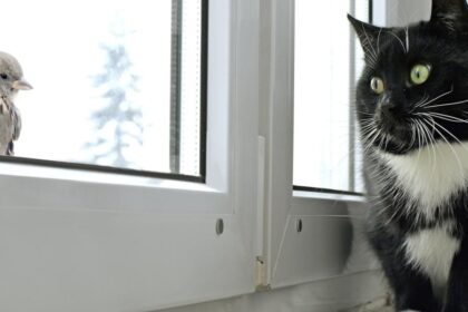 Cat watching bird on the window
