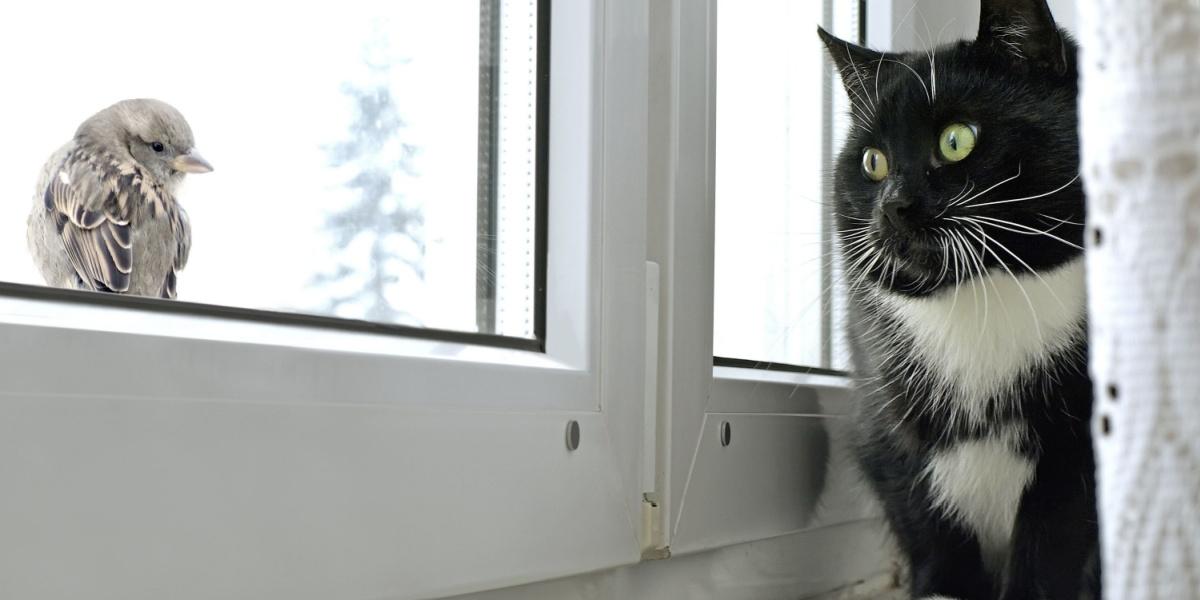 Cat watching bird on the window
