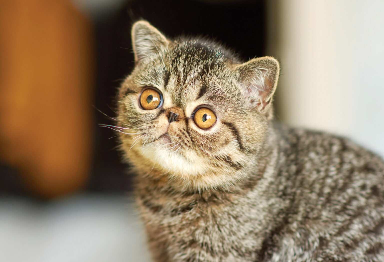 Cat Dementia: Signs & How to Help Your Cat