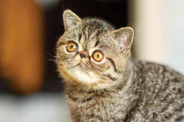 Cat Dementia: Signs & How to Help Your Cat