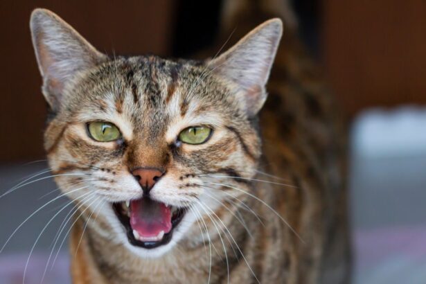 Image illustrating a cat caterwauling.