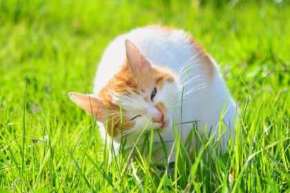 An image of a cat nibbling on grass, showcasing its natural behavior of eating greens as a potential aid for digestion or instinctual behavior.