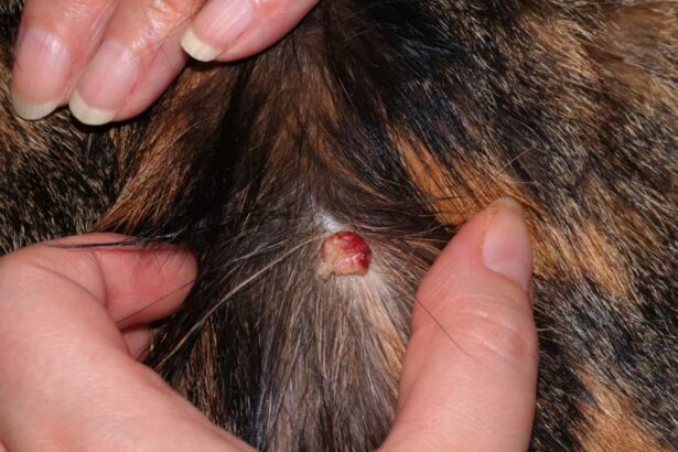 Close up of a red skin growth on a female calcico’s skin