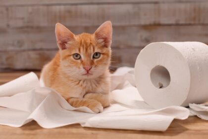 5 Reasons Why You Should NOT Toilet Train Your Cat – Feline Behavior Solutions